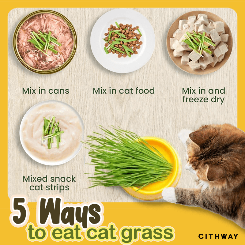 Cithway Easy Grow Cat Grass Snack Desihope